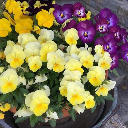 B&B Les Fleurs Gignod Екстериор снимка
