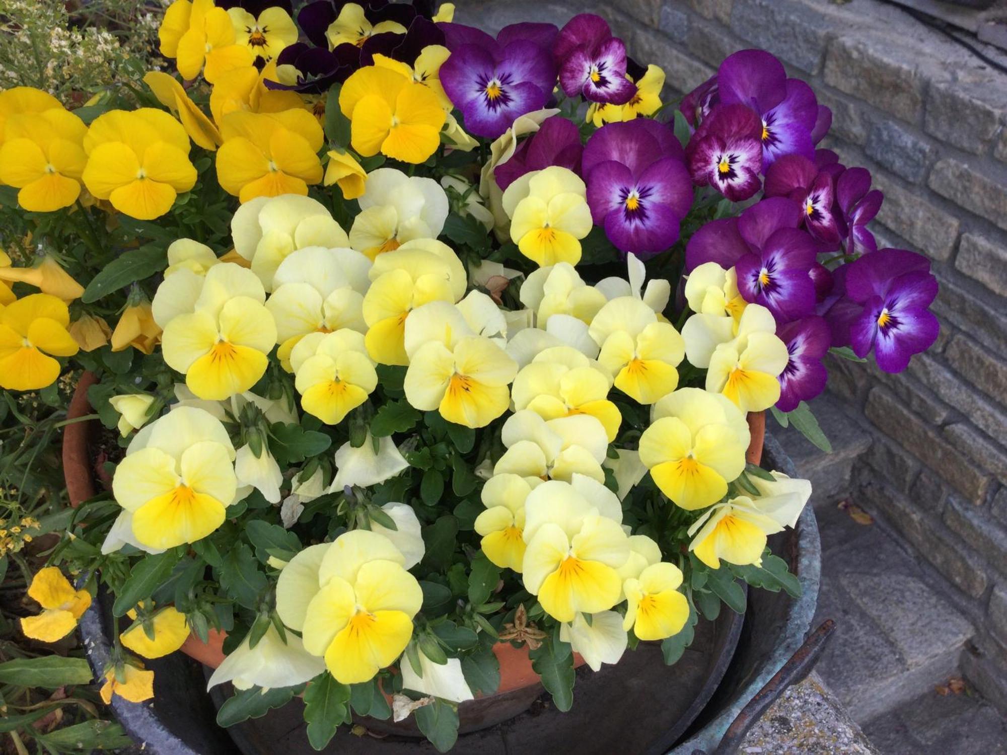 B&B Les Fleurs Gignod Екстериор снимка