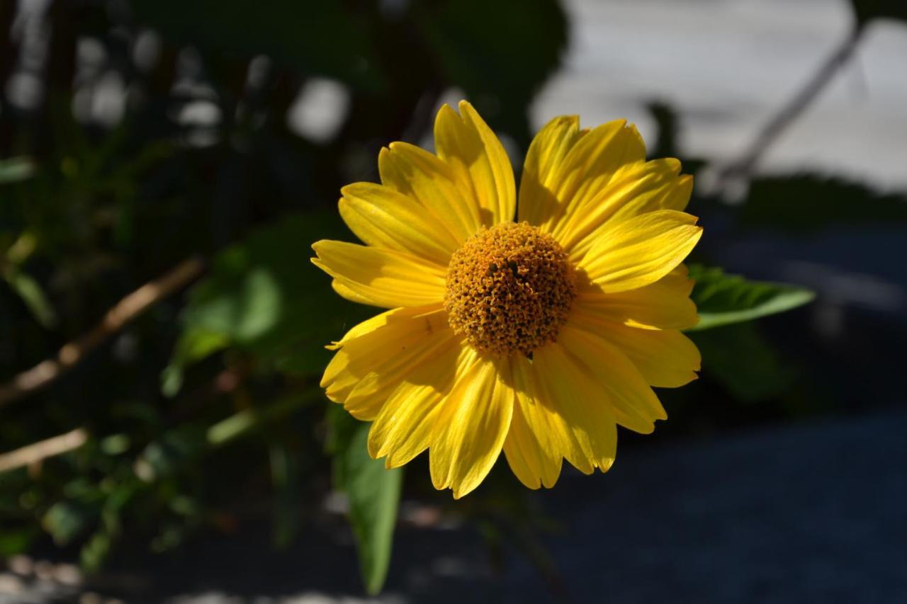 B&B Les Fleurs Gignod Стая снимка